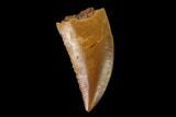Serrated, Raptor Tooth - Real Dinosaur Tooth #137185-1